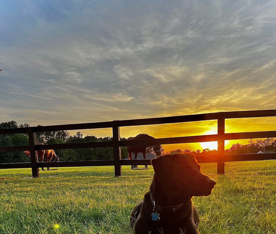 My dog and horses- Aiken 